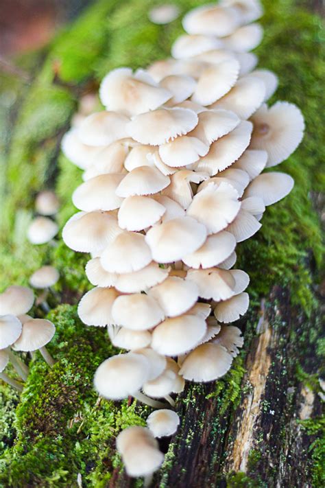 Top Tips For Growing Oyster Mushrooms At Home