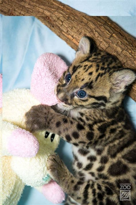 Clouded Leopard Cubs Show Mad Skills - ZooBorns