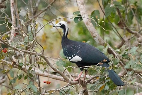 Taxonomy Chachalacas, Curassows, Guans (Cracidae) - Observation.org