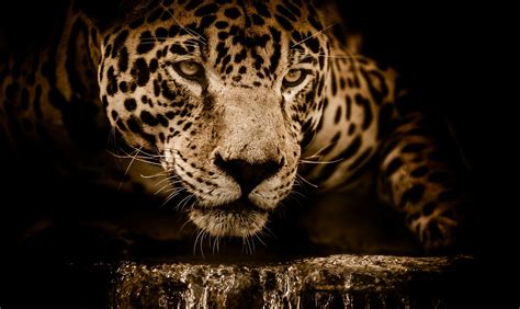 Jaguar Wildcat Carnivoro · Foto gratis su Pixabay