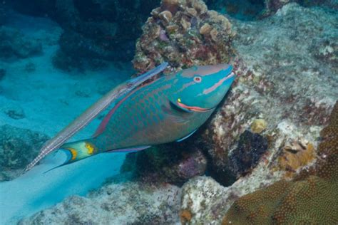 Trumpetfish Creeps Up on Prey By Hiding Behind Harmless Species ...