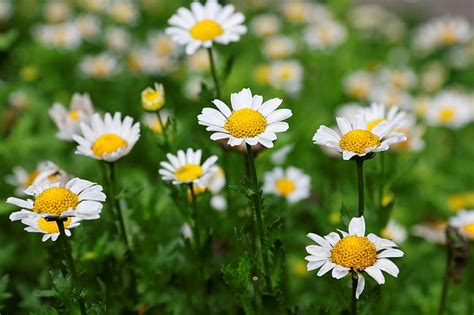 HD wallpaper: depth of field photography of daisy floers, daisy, Snowland, Chrysanthemum ...