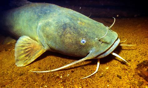 The Largest Flathead Catfish Ever Caught in North Carolina Was as Big as a Labrador Retriever ...