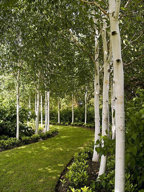 29 Tall thin trees ideas in 2021 | backyard landscaping, plants, landscape