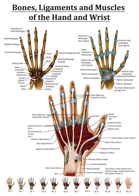 Anatomy of the Hand and Wrist | Hand therapy, Wrist anatomy, Hand anatomy