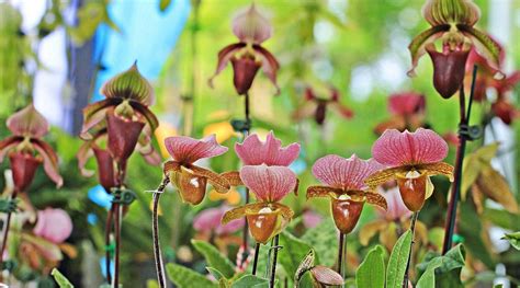 47 Different Orchid Varieties With Names and Pictures - Epic Gardening