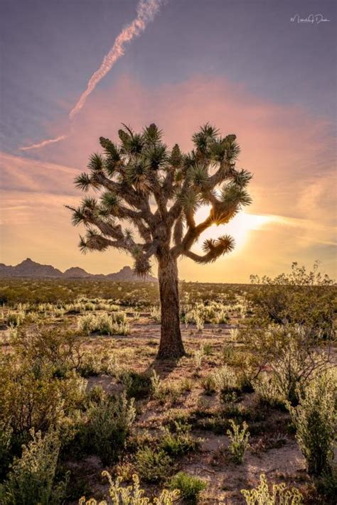 Top 13 Photo Spots at Joshua Tree National Park in 2022