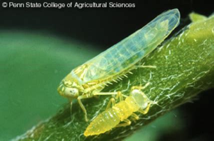 Potato Leafhopper | Wisconsin Vegetable Entomology