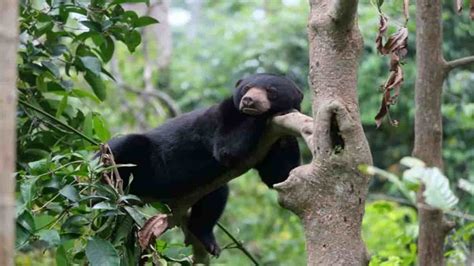 Fauna Hutan Hujan Tropis yang Ada di Wilayah Indonesia