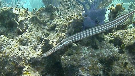 trumpetfish - YouTube