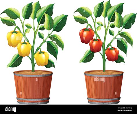 Yellow and Red Bell Pepper Plant Stock Vector Image & Art - Alamy