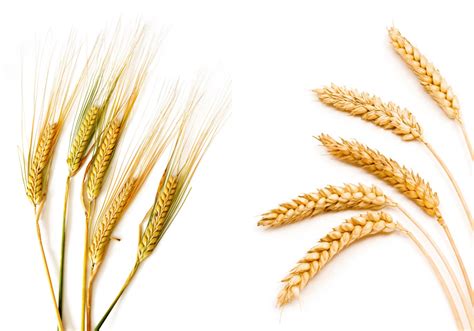 New wheat, barley and durum seed varieties for 2017