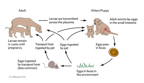 Roundworm Infection in Dogs | VCA Animal Hospital