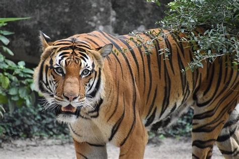 Malaysian Tiger Wildlife Animal - Free photo on Pixabay