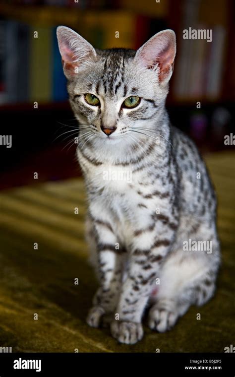 Egyptian Mau kitten Stock Photo - Alamy