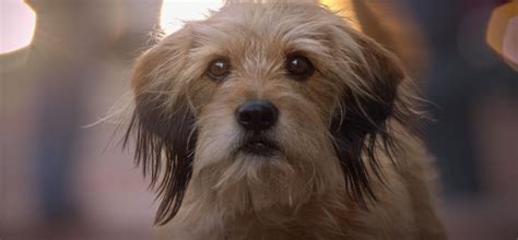 'Benji' Review: One of Cinema's Best-Loved Dogs Is Back - Variety