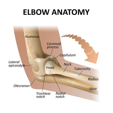 Diagnosis and Treatment of Tennis Elbow in Alabama - Southlake Orthopaedics