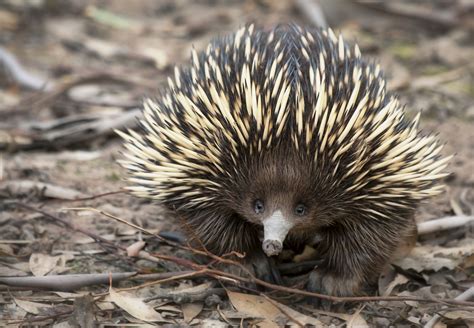 Facts About Echidnas | Live Science