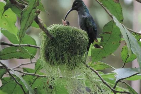 How To Find A Hummingbird Nest | Earth Life