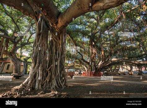 The Banyan Tree in Lahaina (Maui, HI Stock Photo - Alamy