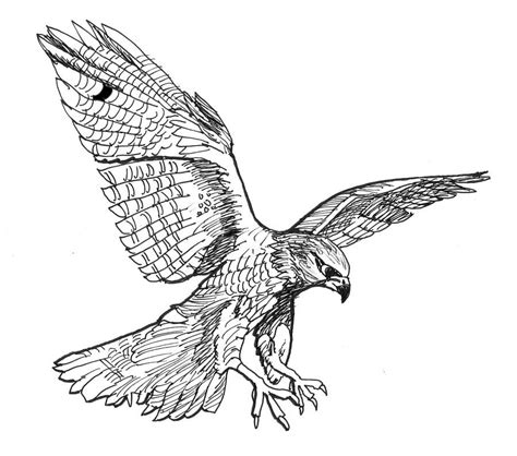 Falcon Drawing | Falcon art, Bird drawings, Falcon tattoo