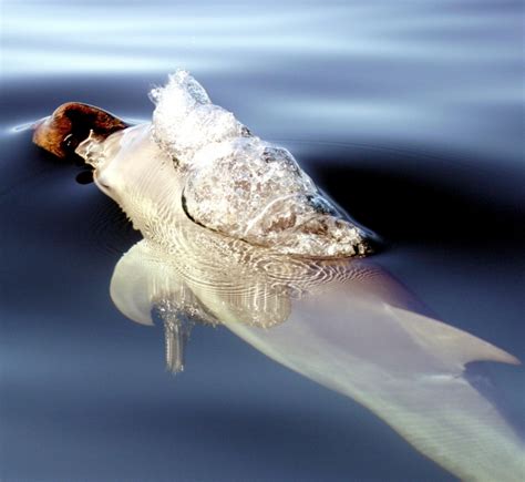 Australian Snubfin Dolphin – "OCEAN TREASURES" Memorial Library