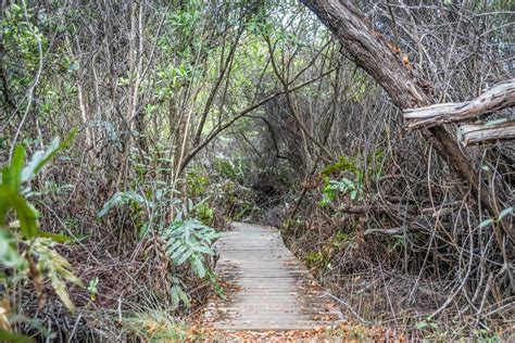 The Mastic Trail - Grand Cayman - Cayman Islands — The Beach