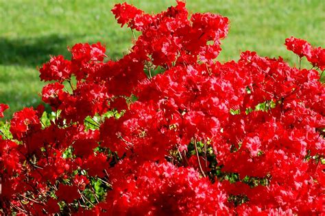 The 11 Best Flowering Shrubs for Early Spring