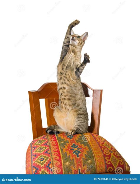 Oriental Cat Sitting on Chair Stock Photo - Image of cute, curiosity: 7473446