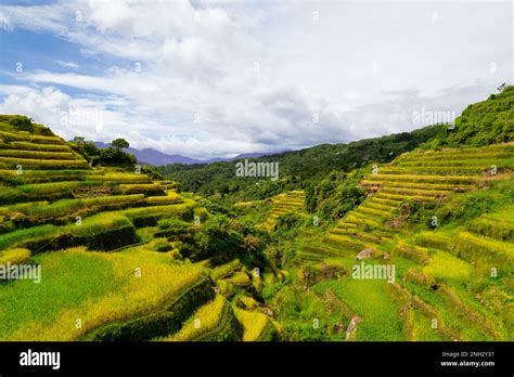 aerial photo of rice terraces in harvest season with in background cloudy sky at Ifugao region ...