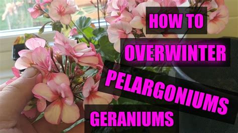 How to Overwinter your Pelargoniums/ Geraniums - YouTube