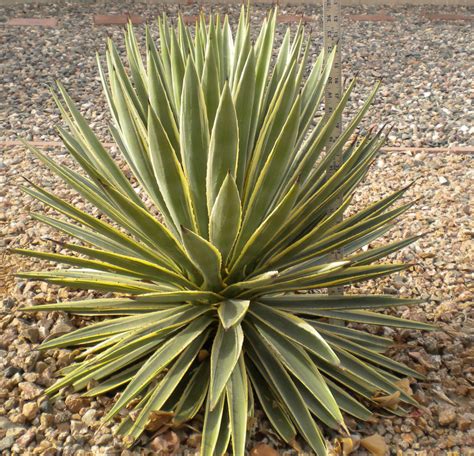 Guide to Desert Plants with Photos Part 1 | SCW Desert Garden Club