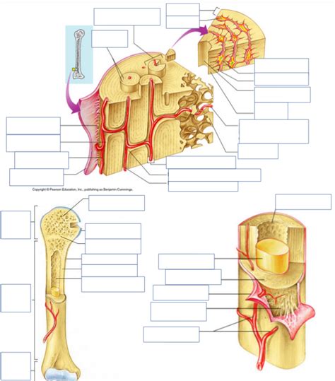 Bone Tissue Worksheet Diagram | Quizlet