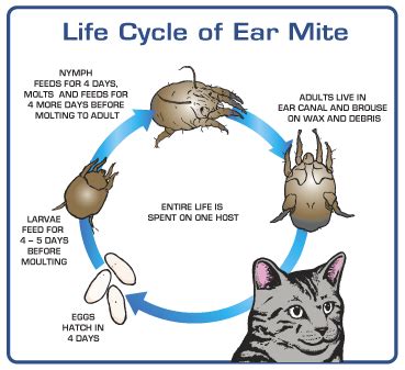 Ear Mites | Pets & Parasites: The Pet Owner's Parasite Resource | Vet medicine, Pet owners, Dog ...