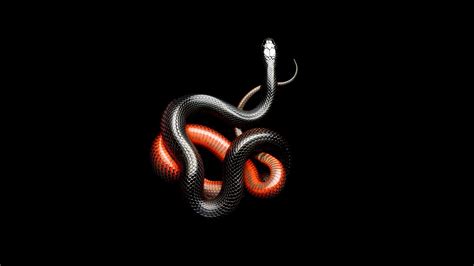 Black Snake Wallpaper Aesthetic - Snake reptile black python animal ...