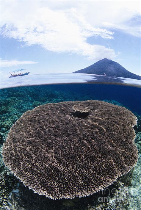 Indonesia, Coral Reef Photograph by Dave Fleetham - Printscapes - Fine ...