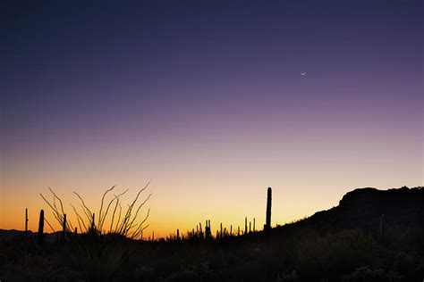 Organ Pipe Cactus National Monument Sunset Photograph by Steve Gadomski - Fine Art America