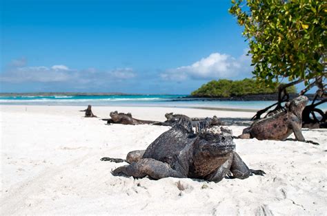 10 Best Beaches in the Galapagos | Celebrity Cruises