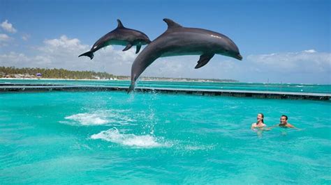 The Greatest Locations to Swim with Dolphins within the Caribbean ...