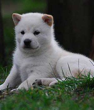 Hokkaido Dog puppy | I love Dogs | Pinterest | More Hokkaido dog and Hokkaido ideas