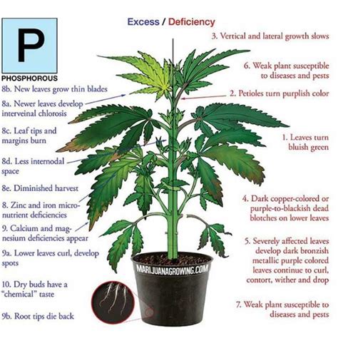 Fix the Phosphorus Deficiency in your Marijuana Plants!