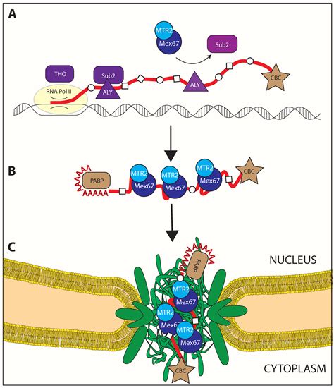 IJMS | Free Full-Text | The Great Escape: mRNA Export through the ...