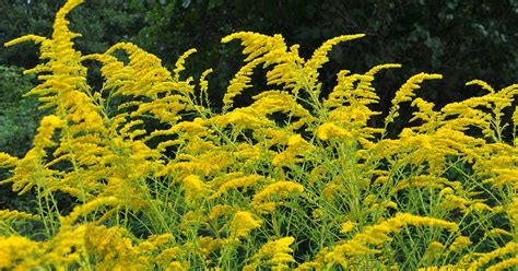 Solidago Canadensis