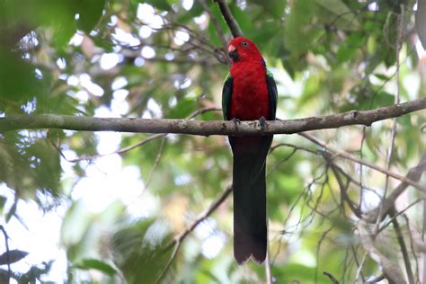 Papua New Guinea Birding Tours - Birdwatching Tours - Birdquest