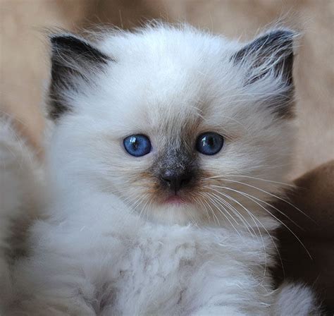 Ragdoll Cat Breed – 20 Beautiful Ragdoll Images to Melt Your Heart - CanCats.Net #catbreed # ...