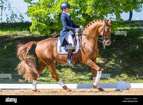 Swedish Warmblood. Rider on chestnut stallion galloping during a ...