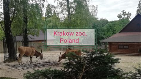 Коротко про Краківський зоопарк. Krakow zoo. Poland. #zoo #krakow #kraków #nature #animals # ...