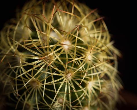 Macro shot of a tiny cactus I bought in a shop, less than an inch tall! : r/macrophotography