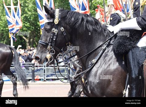 Blues and Royals of the household cavalry for Trooping the Colour 2019 ...