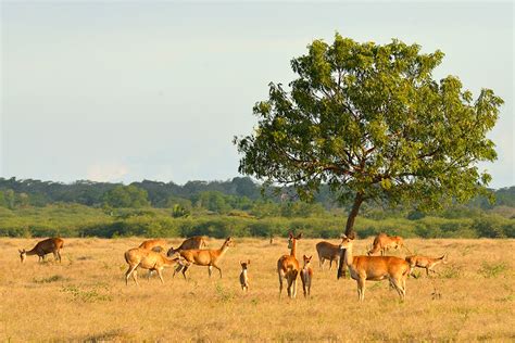 Baluran National Park: Java's Unique Savannah Wildlife - Indonesia Travel